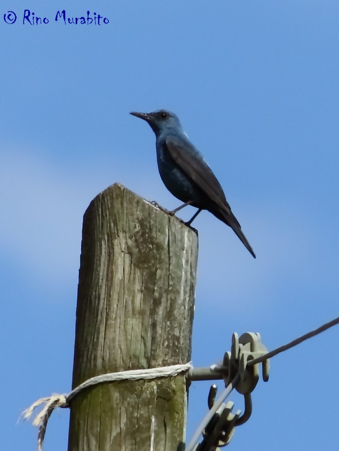 Monticola solitarius